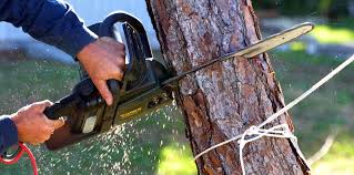 Best Utility Line Clearance  in El Dorado Hills, CA